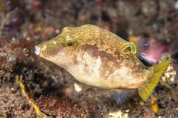 Vingerafdruk Toby Fish in Bali Indonesië — Stockfoto