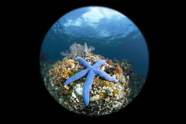 Endonezya'da tropik bir resifüzerinde büyük bir mavi denizyıldızı — Stok fotoğraf