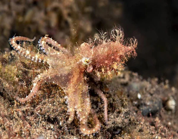 Jilzivní chlupatá chobotnice v Indonésii — Stock fotografie