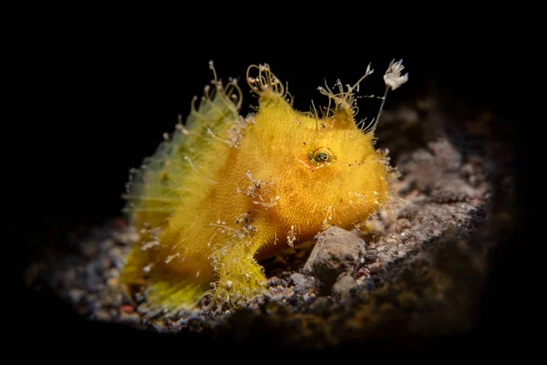 Piccolo pesce rana giallo illuminato con snoot — Foto Stock