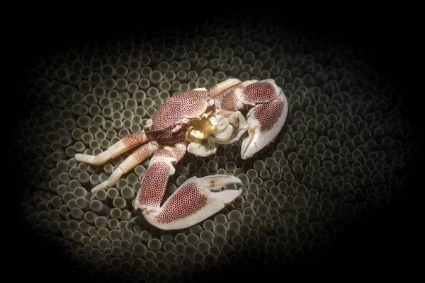 Porzellankrabbe in Anemone — Stockfoto