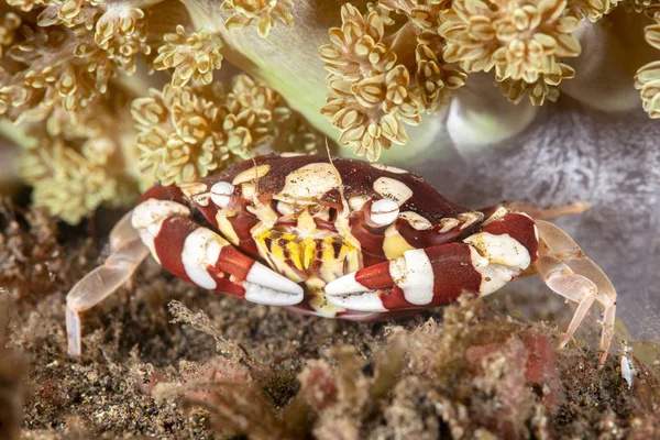 Crabe arlequin rouge et blanc — Photo