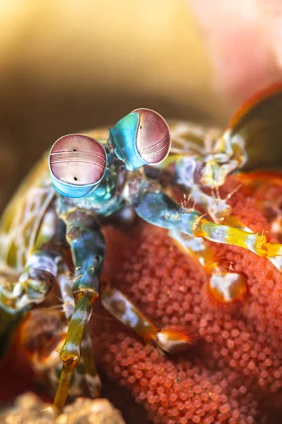 Mantis räkor med ägg barnaskara — Stockfoto