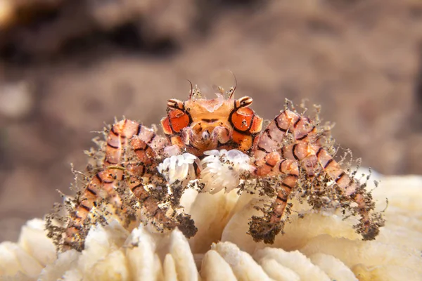 Boxer krab op wit koraal — Stockfoto