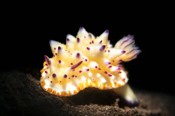 Bumpy Mexichromis Doris Nudibrânquios — Fotografia de Stock