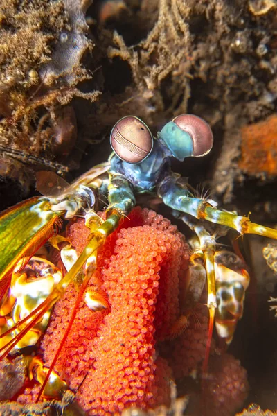 Mantis Crevettes avec couvée d'oeufs — Photo