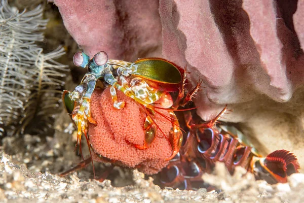 Mantis räkor med ägg barnaskara — Stockfoto