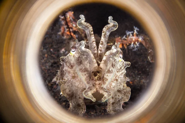 Cuttlefish framed with reflective tube — Stock Photo, Image