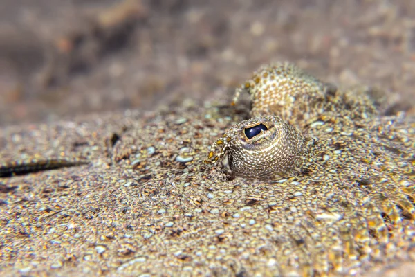 Közelről egy lepényhal szeme — Stock Fotó