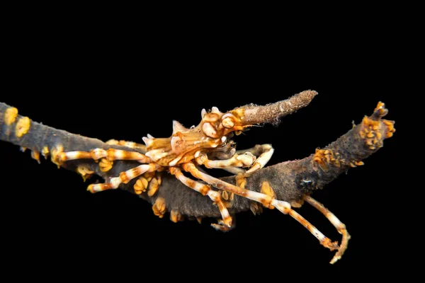 Xeno krab op zweep koraal — Stockfoto