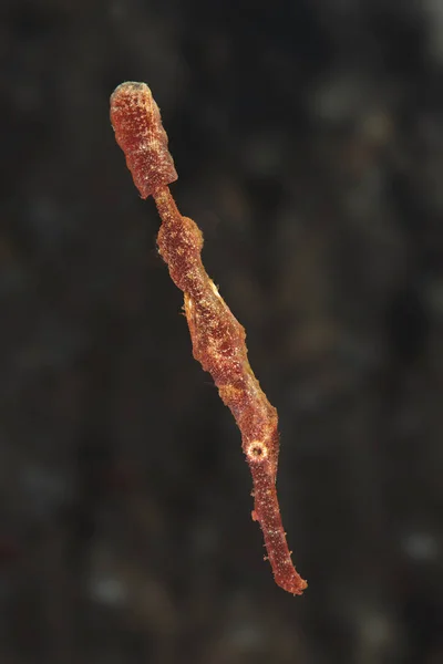 Dunne ghost pipefish — Stockfoto