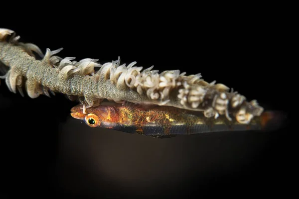 Frusta corallo goby — Foto Stock