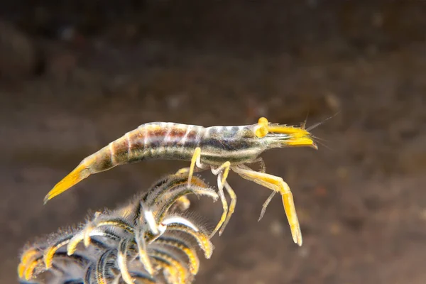 Camarones crioides en rama de crinoides — Foto de Stock