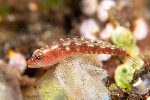 Tropical ghost goby guarding eggs — Stock Photo, Image