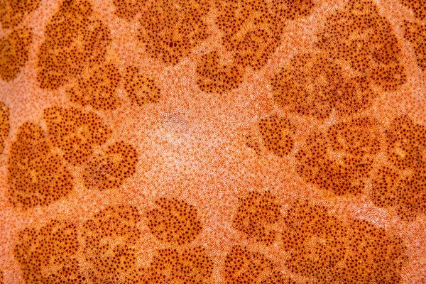 Bir denizyıldızı vücudunun yakın çekim — Stok fotoğraf
