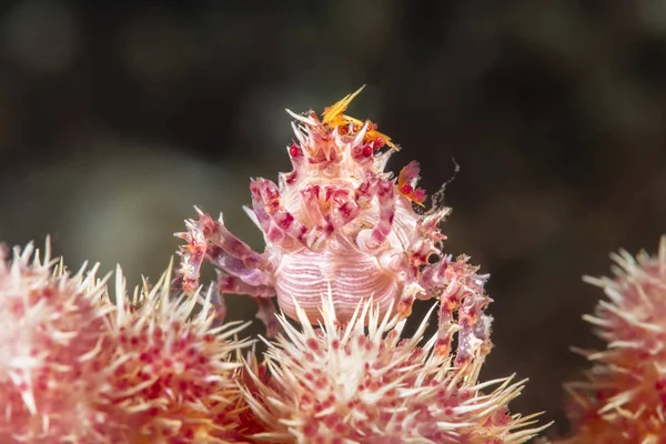 Rode en witte koraal krab — Stockfoto