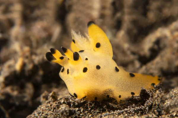 Pikachu nudibranch víz alatti csiga — Stock Fotó