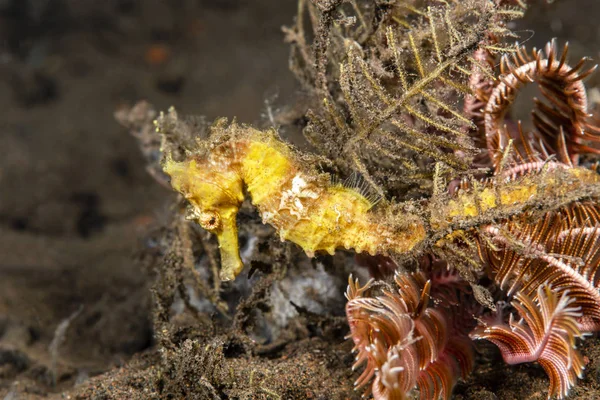 Cavalluccio marino giallo sulla barriera corallina — Foto Stock