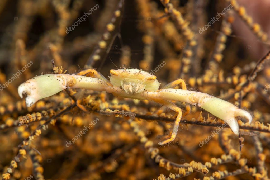 kelpfish