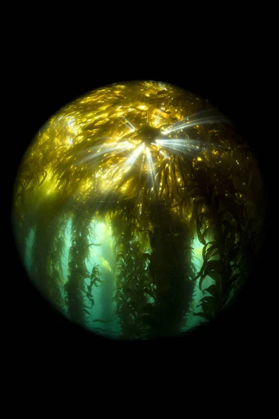 California meridionale Kelp Forest — Foto Stock