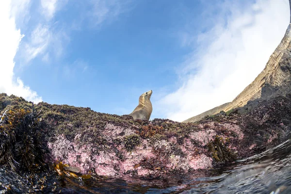 Cute sea lion sun bathing — Stock Photo, Image