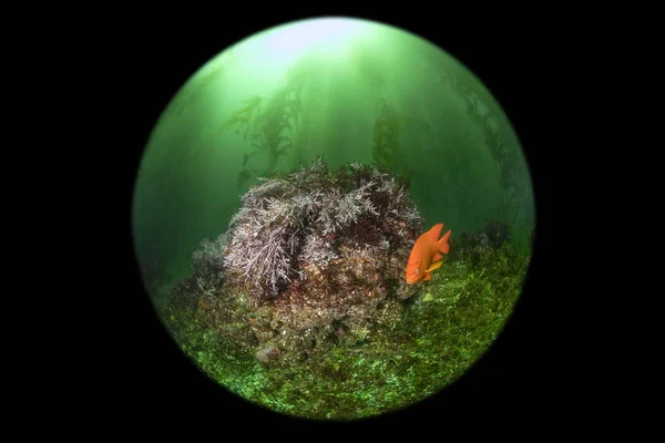 Piccola barriera corallina nelle Isole del Canale della California — Foto Stock