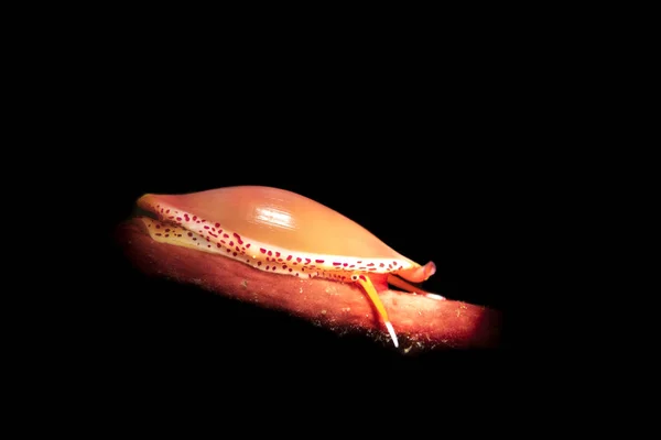 Küçük kırmızı simnia salyangoz — Stok fotoğraf