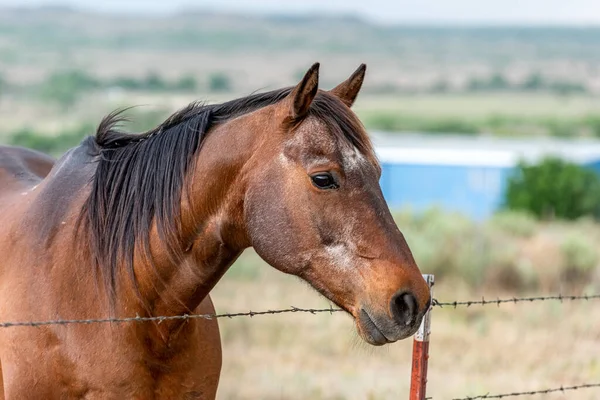 Cavallo Amichevole Sbircia Oltre Una Recinzione Vicino Una Fattoria Nel — Foto Stock