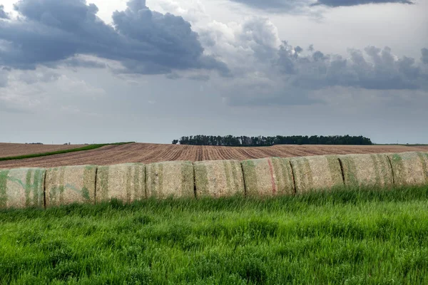 中西部の農場の丘の中腹に20台の干し草の山が積み上げられている 干し草は様々な家畜の飼料として用いられる — ストック写真