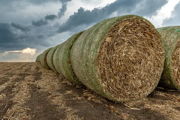 中西部一个农场的山坡上堆放着20包干草 干草被用作各种农场动物的饲料 — 图库照片