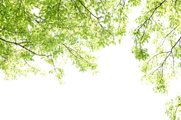 Hermoso Árbol Primavera Con Hojas Nuevas Aisladas Sobre Fondo Del — Foto de Stock