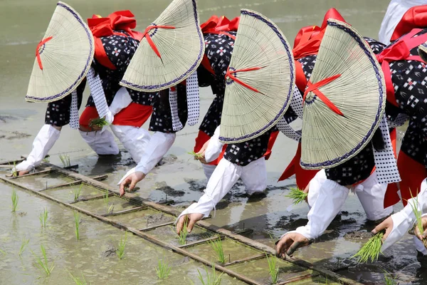 Japanese Young Girls Plants Plant Rice Rice Paddy — Stock Photo, Image