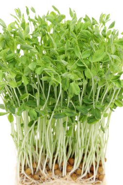 Tatlı bezelyem lahanası, yakın çekim, beyaz arka plan üzerinde izole genç tatlı bezelyem lahanası 