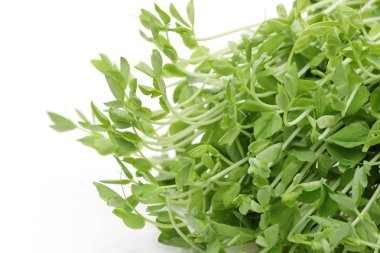 Beyaz arka plan üzerinde izole kökleri ile taze tatlı bezelye filiz  