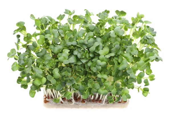 Fresh Spring Green Live Radish Sprouts Isolated White Background — Stock Photo, Image