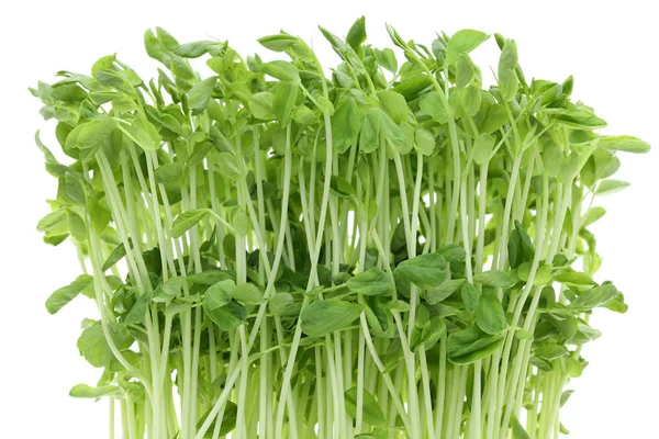 Verse Siererwten Sprout Met Wortels Geïsoleerd Witte Achtergrond — Stockfoto