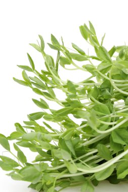 Tatlı bezelyem lahanası, yakın çekim Genç tatlı bezelyem lahanası doku için