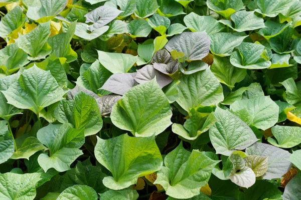 Yeşil Tatlı Patates Bitkilerde Büyüme Alanı — Stok fotoğraf