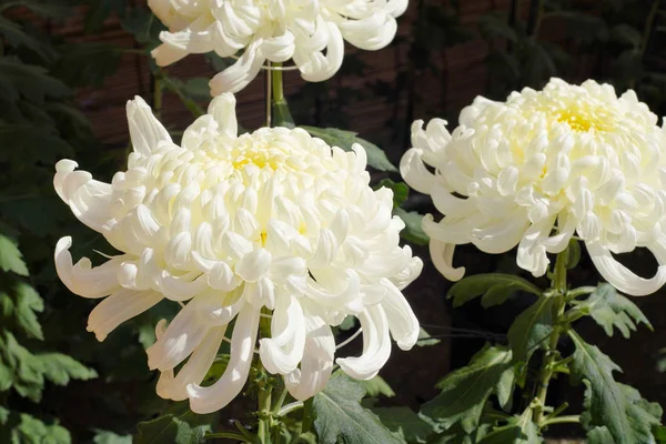 Beautiful Flowers Chrysanthemums Garden — Stock Photo, Image