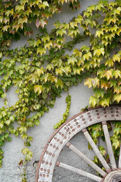 Antique Weathered Wood Cart Wheel Vine Leaves — Stock Photo, Image