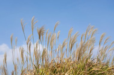 Pampa otu (Cortaderia yediveren) mavi gökyüzü                               