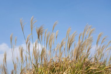 Pampas grass (Cortaderia selloana) against the blue sky                                clipart