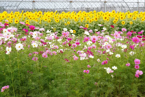 Cosmos Flores Bonitas Com Girassol Jardim — Fotografia de Stock