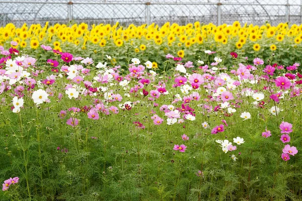 Bellissimo Cosmo Fiori Con Girasole Giardino — Foto Stock