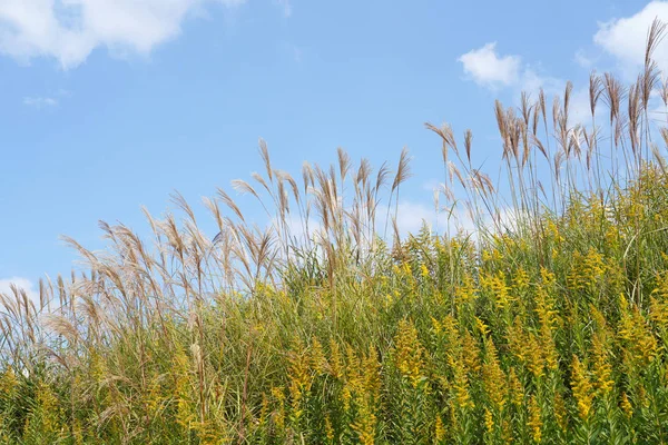 Pampas Gräs Med Giant Goldenrod Fältet Mot Den Blå Himlen — Stockfoto