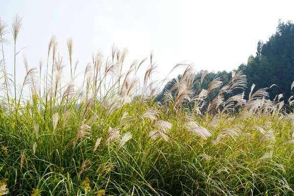 Pampasgras Cortaderia Selloana Gegen Den Blauen Himmel — Stockfoto