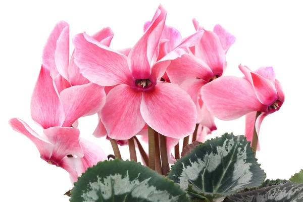 Vue Rapprochée Cyclamen Rose Isolé Sur Fond Blanc — Photo