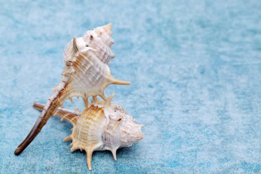 mavi bir arka plan üzerinde dikenli Deniz kabuğu, yakın çekim 