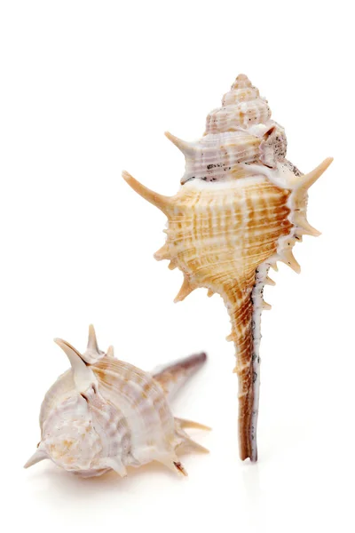 Close Spiny Seashell White Background — Stock Photo, Image