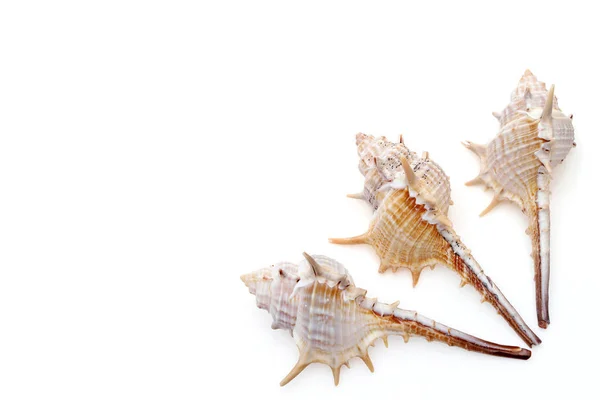 Close Spiny Seashell White Background — Stock Photo, Image